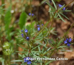 Asperula arvensis