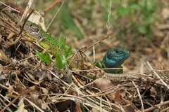Lacerta viridis