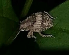 Pseudocneorhinus obesus