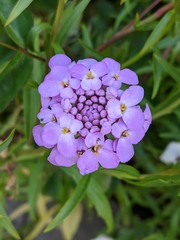 Iberis umbellata