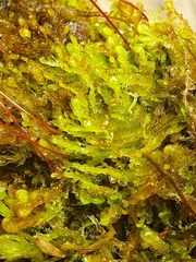 Odontoschisma sphagni