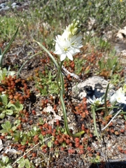 Ornithogalum concinnum
