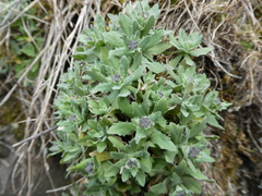 Schivereckia podolica