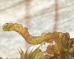 Odontoschisma sphagni