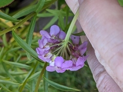 Iberis umbellata