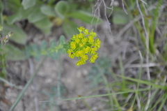 Euphorbia tauricola