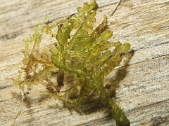 Odontoschisma sphagni