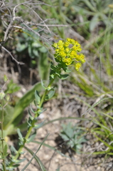 Euphorbia tauricola