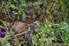 Calepina irregularis