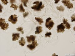 Cheirospora botryospora