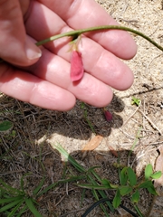 Tephrosia onobrychoides