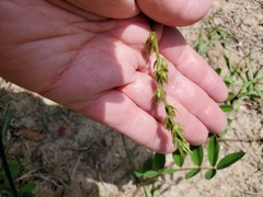 Tephrosia onobrychoides