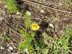 Adonis microcarpa