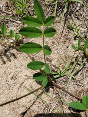 Tephrosia onobrychoides