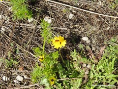 Leontodon longirostris