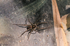 Pardosa sumatrana