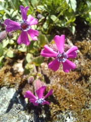Silene acutifolia