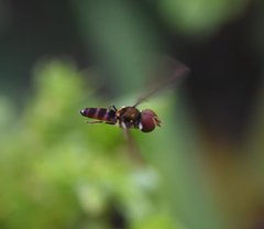 Ocyptamus antiphates