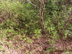 Podranea ricasoliana