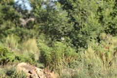 Pelargonium denticulatum