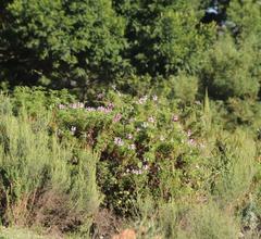 Pelargonium denticulatum