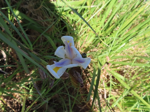 Dietes grandiflora