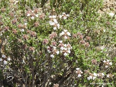 Thymus lacaitae