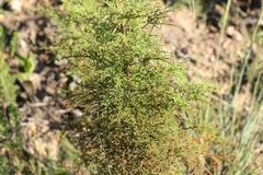 Pelargonium denticulatum