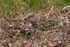 Lacerta viridis