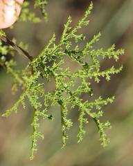 Pelargonium denticulatum