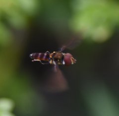 Ocyptamus antiphates