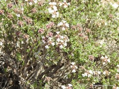 Thymus lacaitae