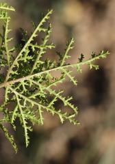 Pelargonium denticulatum