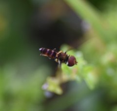 Ocyptamus antiphates