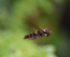 Ocyptamus antiphates