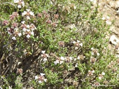 Thymus lacaitae