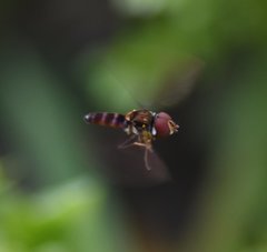 Ocyptamus antiphates