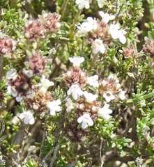 Thymus lacaitae