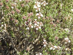 Thymus lacaitae