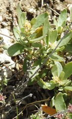 Helianthemum squamatum