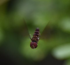 Ocyptamus antiphates