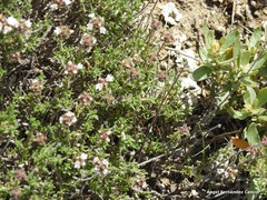 Thymus lacaitae