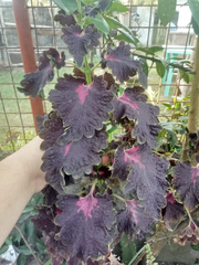 Coleus scutellarioides