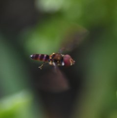 Ocyptamus antiphates