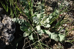 Verbascum undulatum