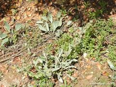 Cynoglossum cheirifolium