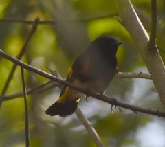 Setophaga ruticilla image
