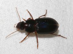 Selenophorus opalinus