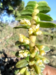 Fernandezia pectinata