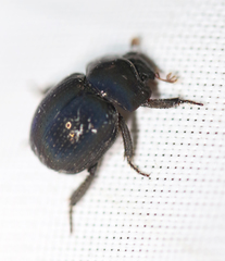 Germarostes globosus
